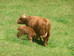 Highland cattle