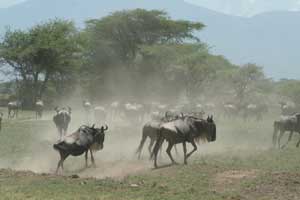 Wilderbeast on the run Mara